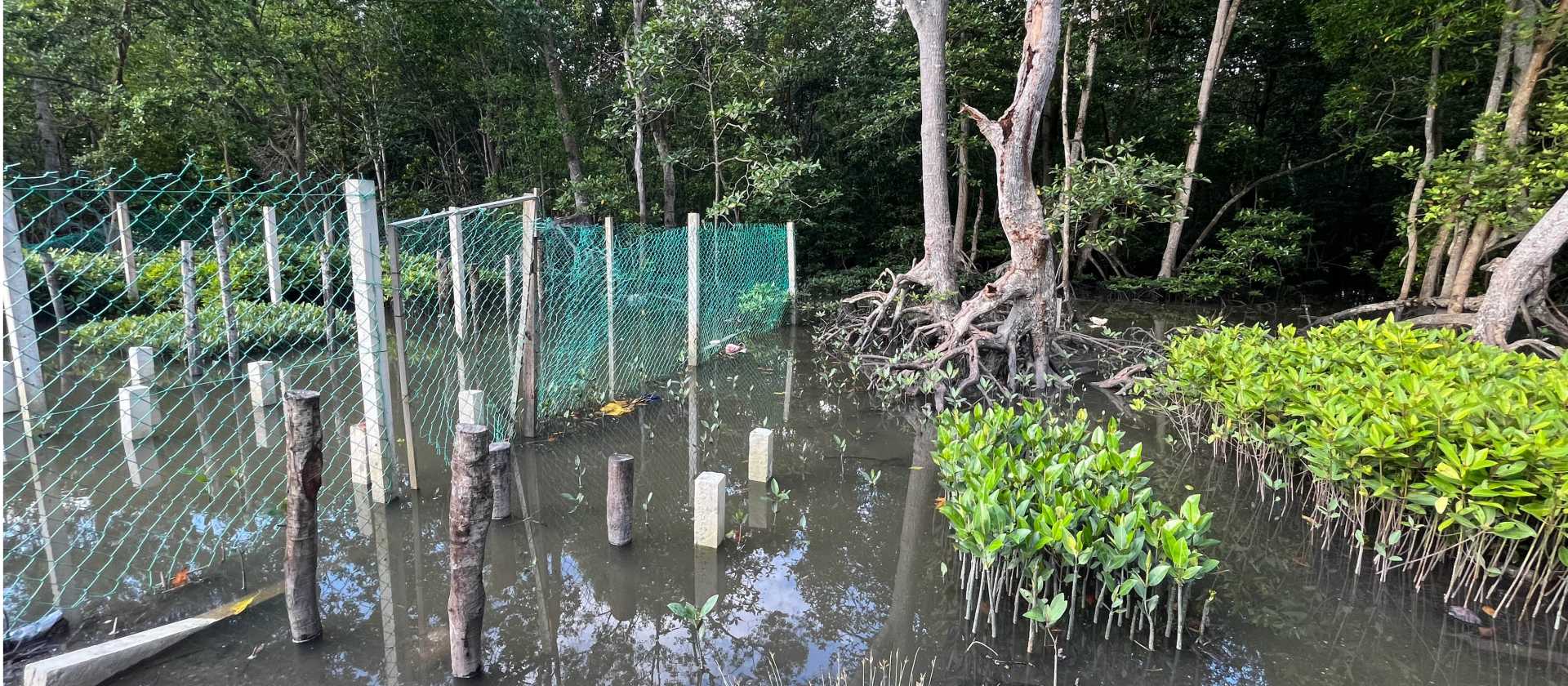 We work with the Mangrove nursery, sowing the propagules all the way to tree planting