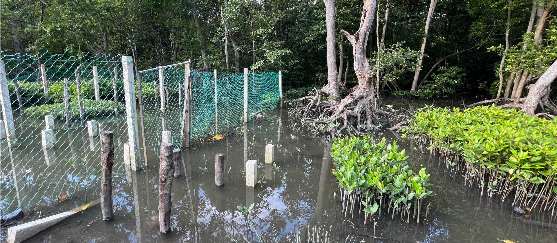 We work with the Mangrove nursery, sowing the propagules all the way to tree planting