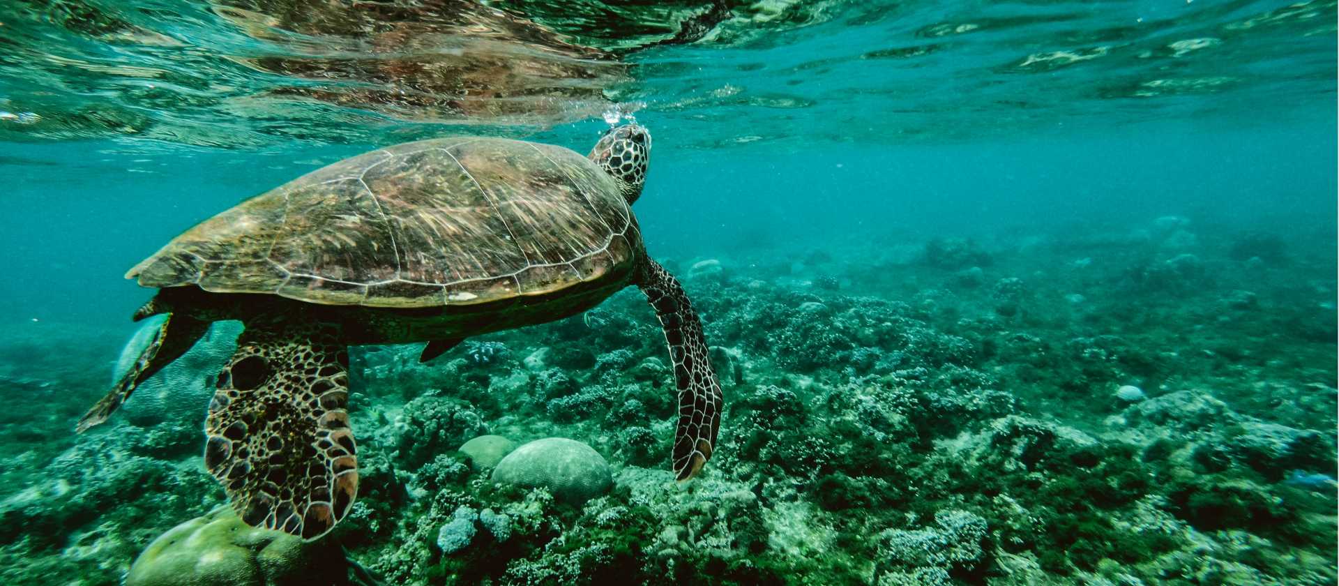 Turtles gliding over coral reef on our Thailand conservation program