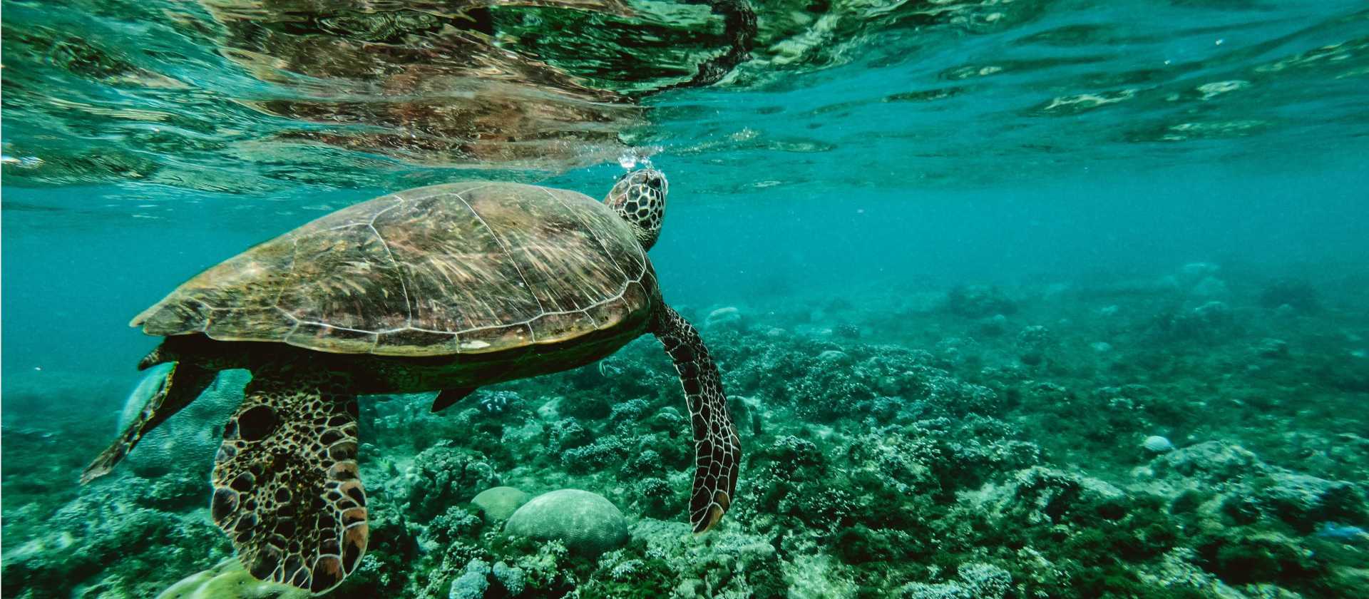 Turtles gliding over coral reef on our Thailand conservation program