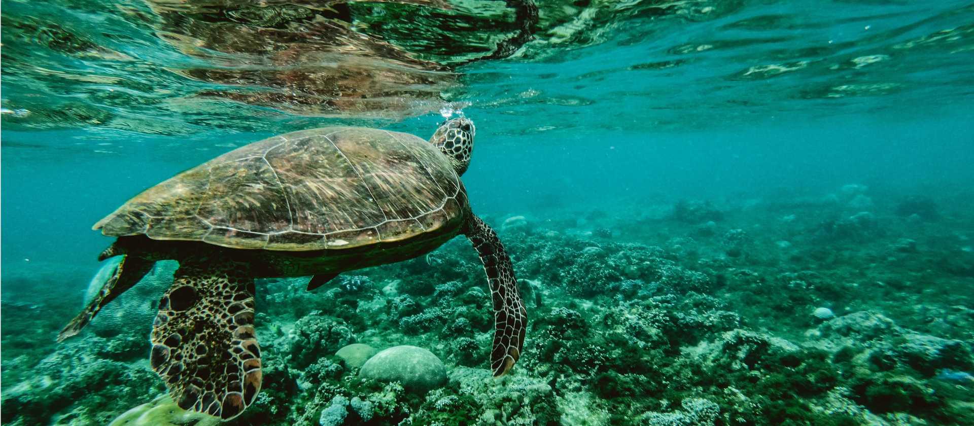 Turtles gliding over coral reef on our Thailand conservation program