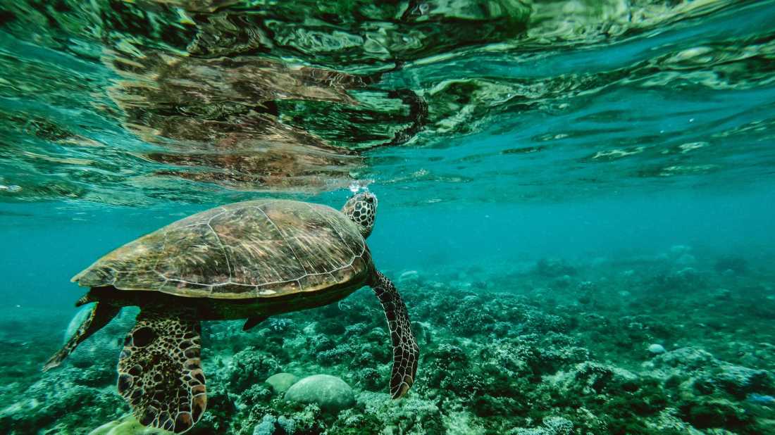 Turtles gliding over coral reef on our Thailand conservation program
