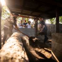 Preparing a hangi