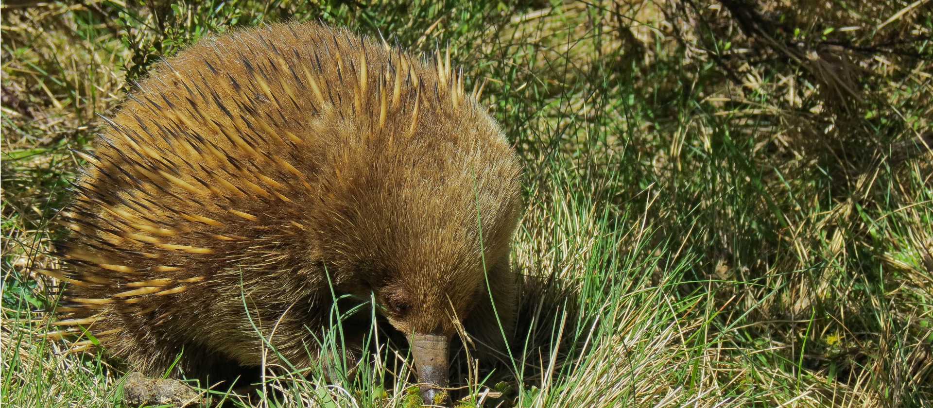 Meeting the locals trekking around Dove Lake | Tourism Tasmania & Kathryn Leahy
