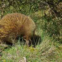 Meeting the locals trekking around Dove Lake | Tourism Tasmania & Kathryn Leahy