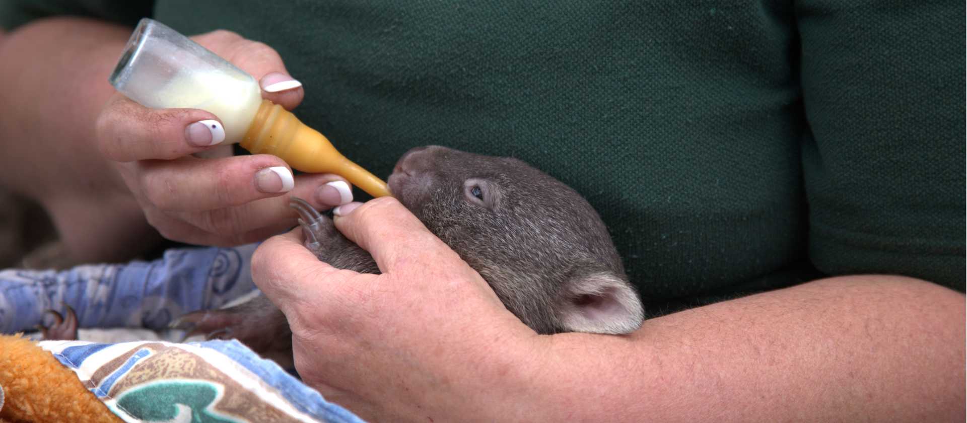 Join a behind the scenes conservation program at Bonorong Wildlife Sanctuary | Tourism Australia & Graham Freeman