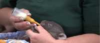 Join a behind the scenes conservation program at Bonorong Wildlife Sanctuary | Tourism Australia & Graham Freeman