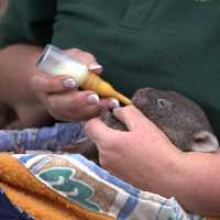 Join a behind the scenes conservation program at Bonorong Wildlife Sanctuary | Tourism Australia & Graham Freeman