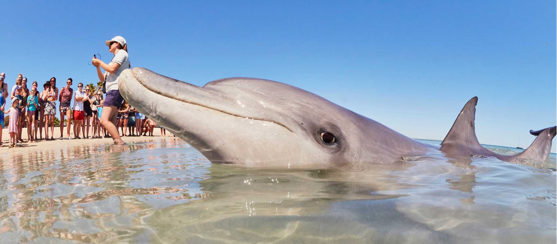 Dolphin's come to the beach every morning at Monkey Mia | Tourism Western Australia