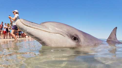 Dolphin's come to the beach every morning at Monkey Mia | Tourism Western Australia