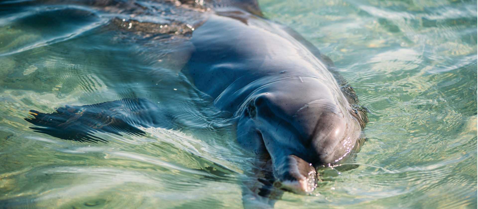 Students get to study the Dolphins up close and personal as they come into the beach each morning at Monkey Mia | Tourism Western Australia