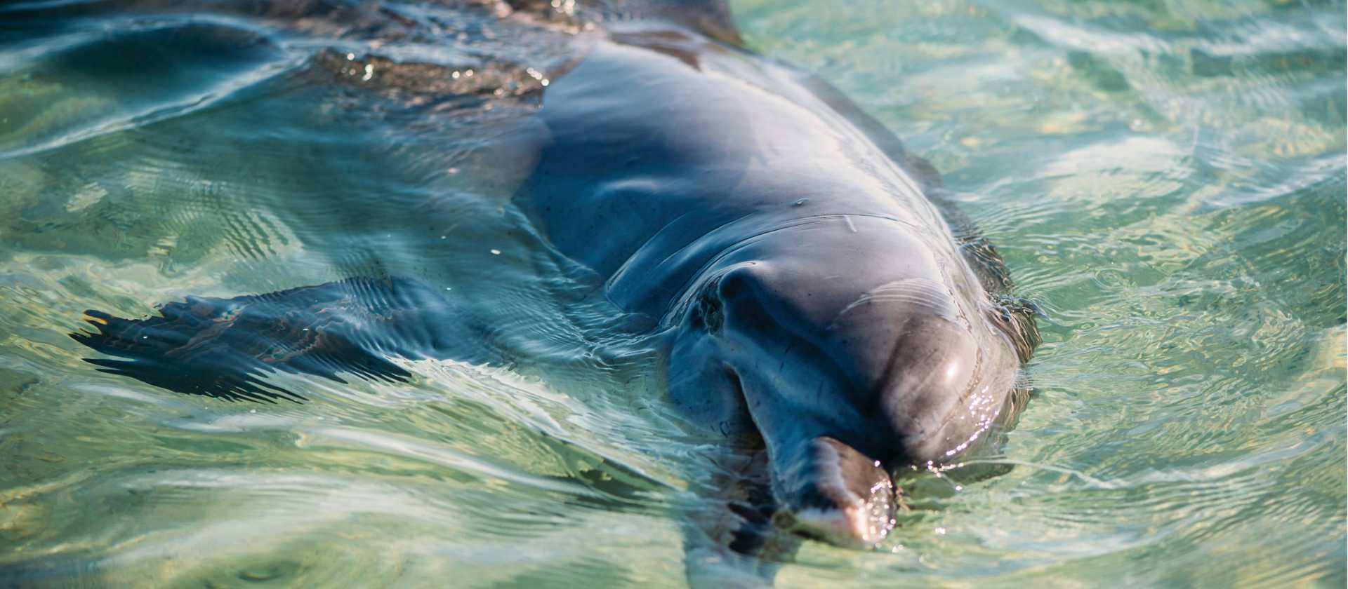 Students get to study the Dolphins up close and personal as they come into the beach each morning at Monkey Mia | Tourism Western Australia