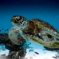 Turtles are part of the amazing marine life school groups study at Ningaloo reef | Tourism Western Australia