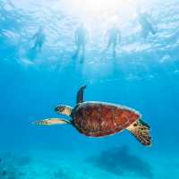 Six species of Sea Turtles are found in Far North Queensland | Tourism and Events Queensland