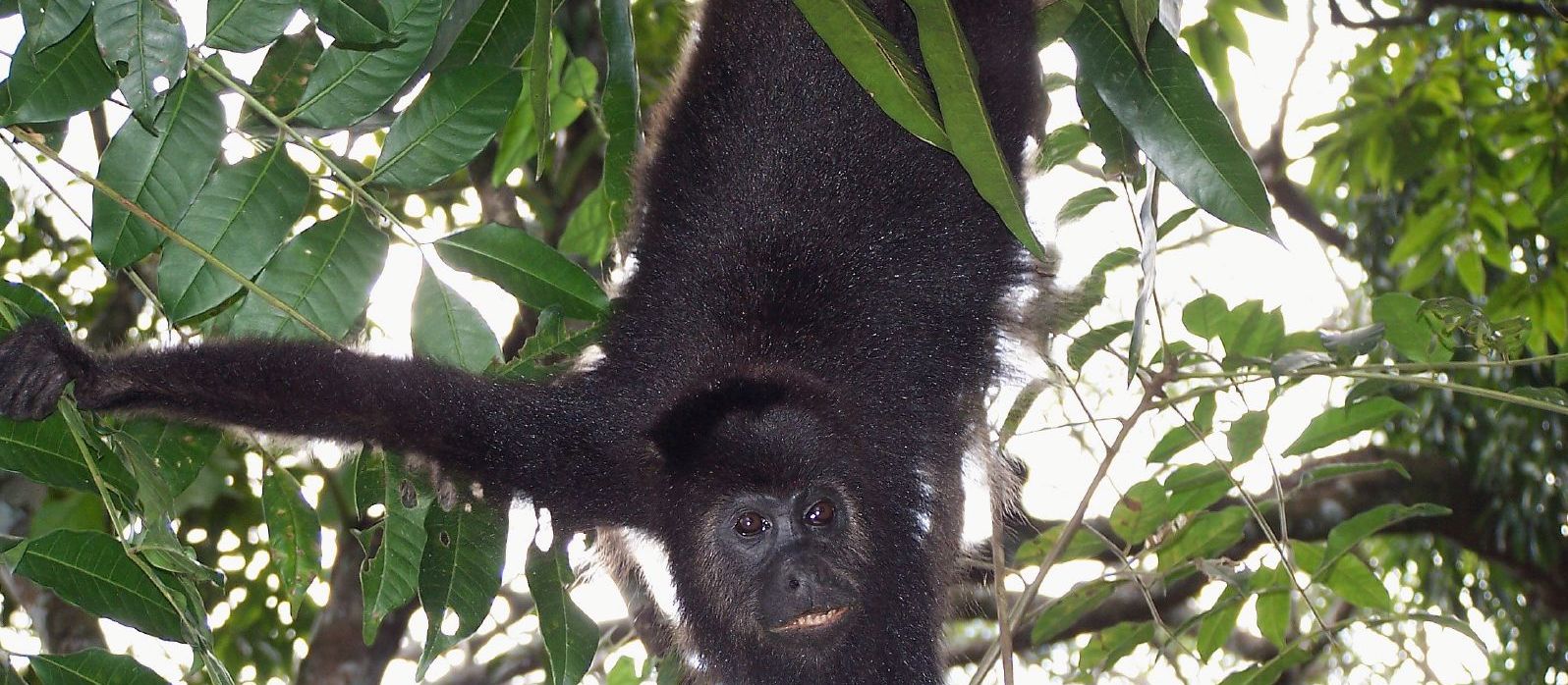 See spider monkeys in their natural habitat at the Baboon Sanctuary in Belize | EcoColours Tours