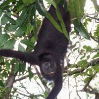 See spider monkeys in their natural habitat at the Baboon Sanctuary in Belize | EcoColours Tours