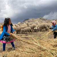 Children playing with alpacas in the Andes