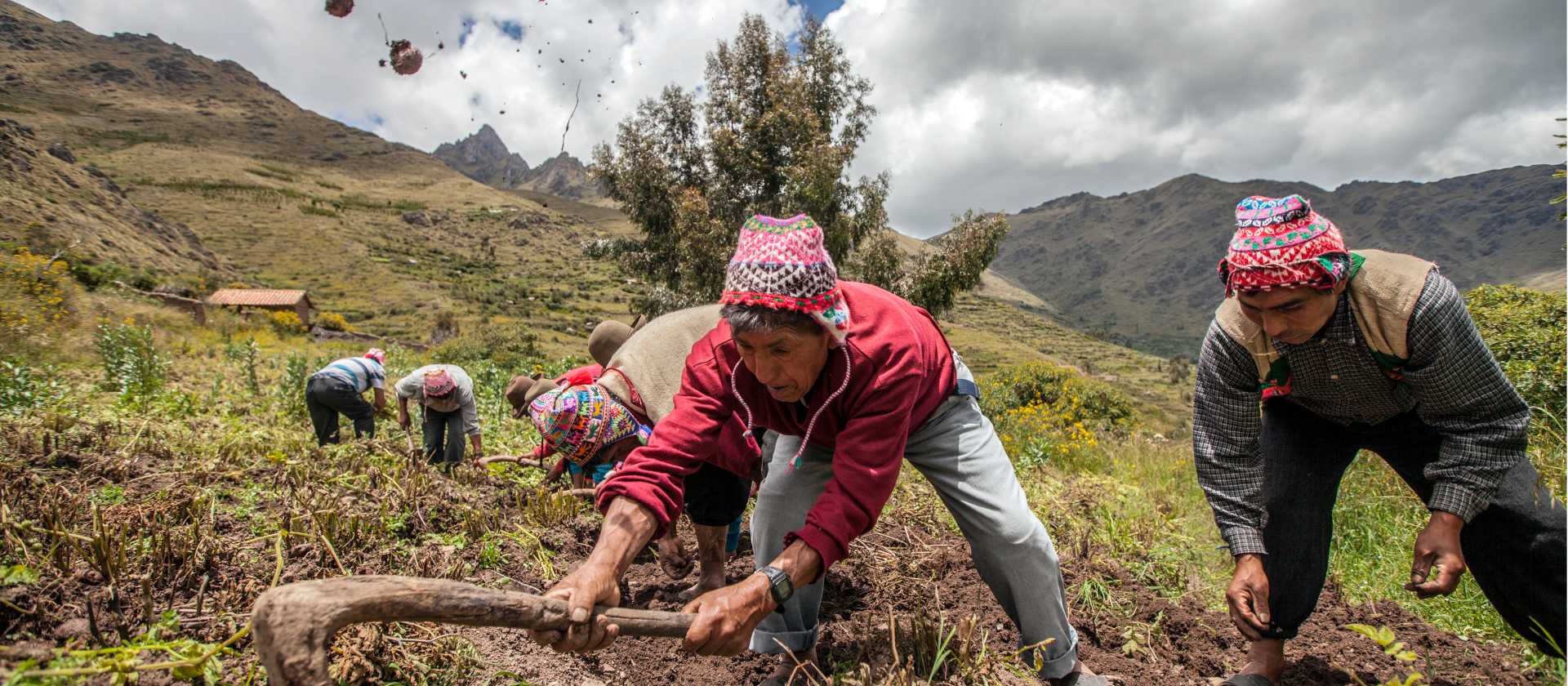 Cultivating crops by hand on a high-altitude Peru mountainside