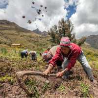 Cultivating crops by hand on a high-altitude Peru mountainside