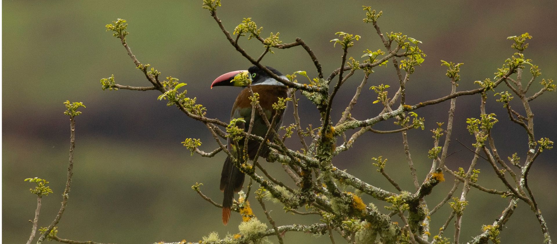 Grey Breasted Toucan found in Northern Peru