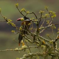 Grey Breasted Toucan found in Northern Peru