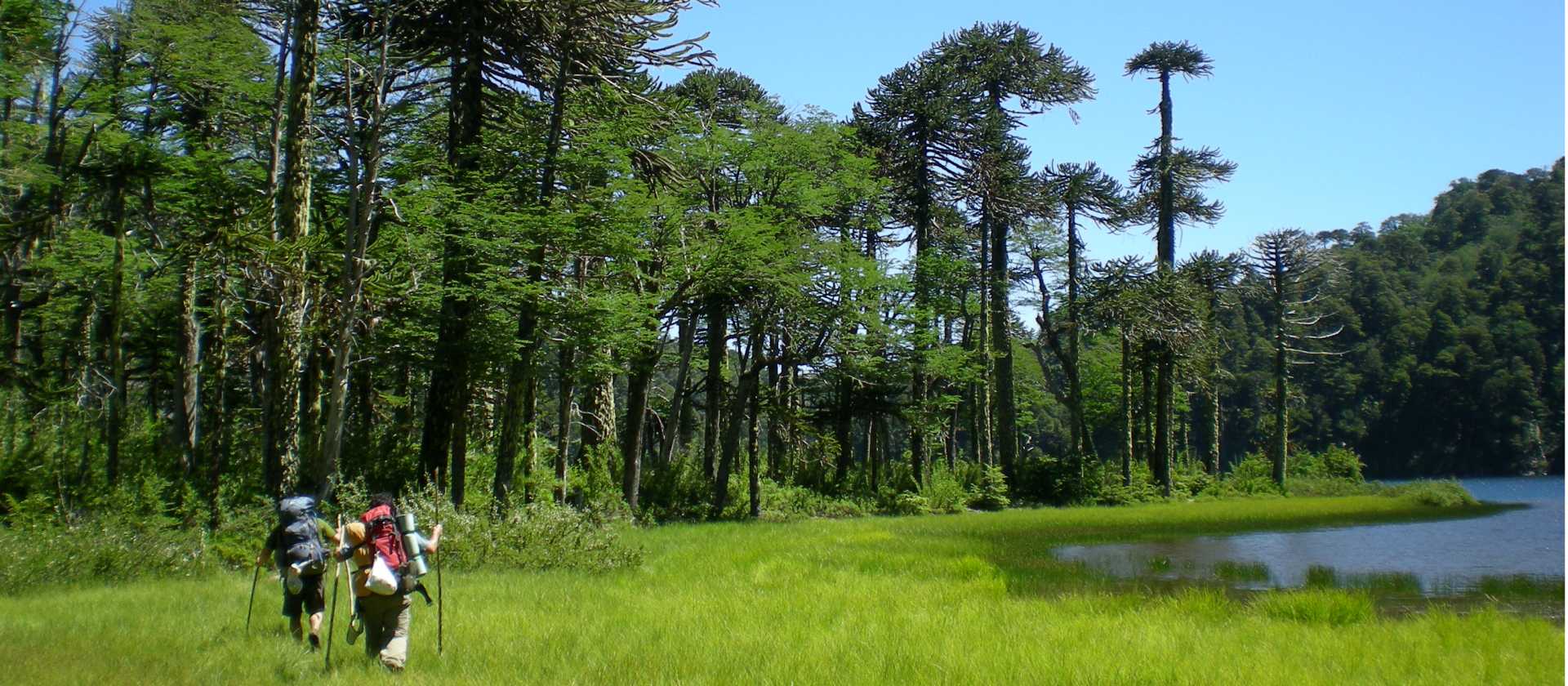 Walking under a clear blue sky in the Huerquehue National Park | Amity Tours