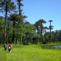 Walking under a clear blue sky in the Huerquehue National Park | Amity Tours