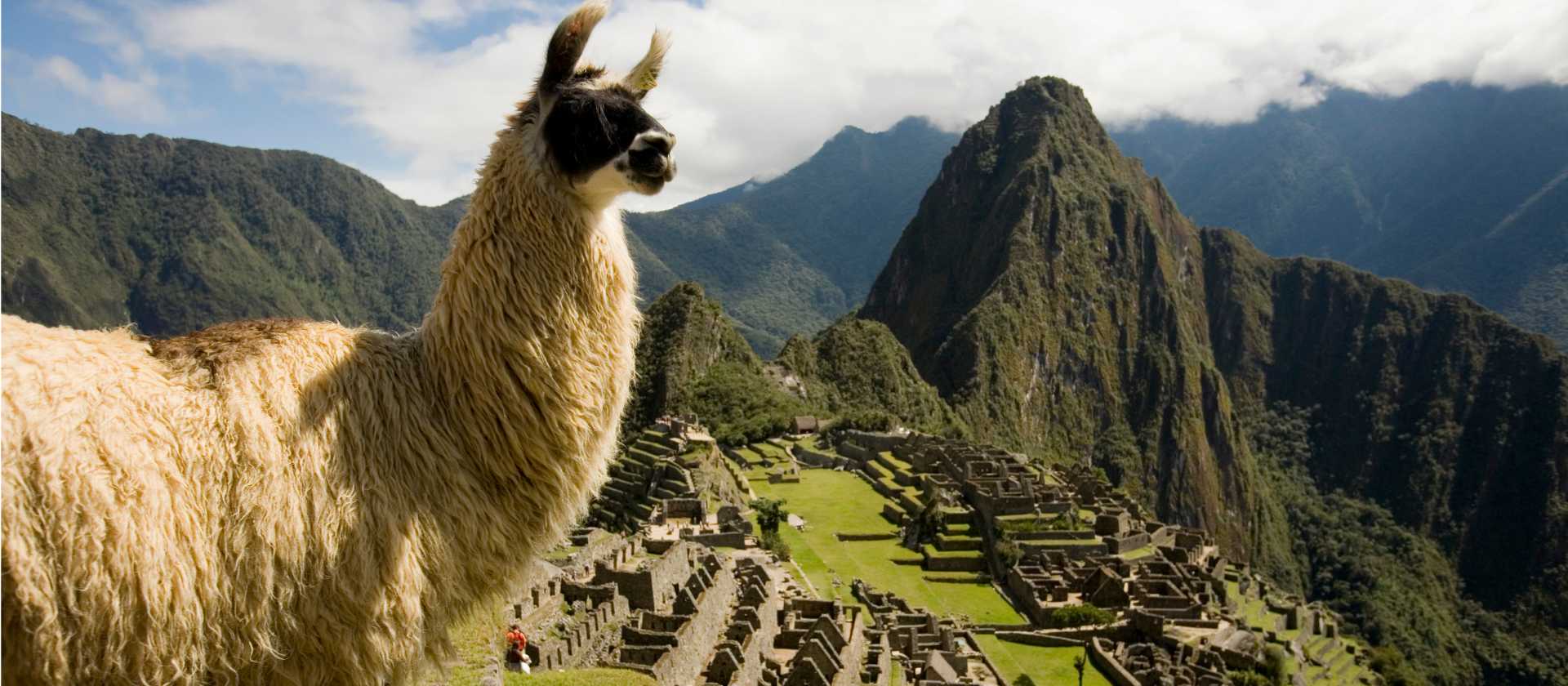 Llama Overlooking Machu Picchu Ruins
