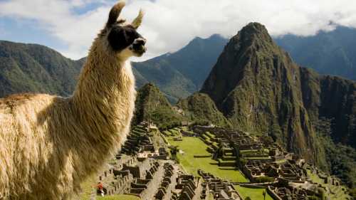 Llama Overlooking Machu Picchu Ruins