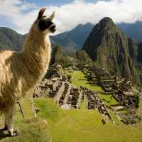 Llama Overlooking Machu Picchu Ruins