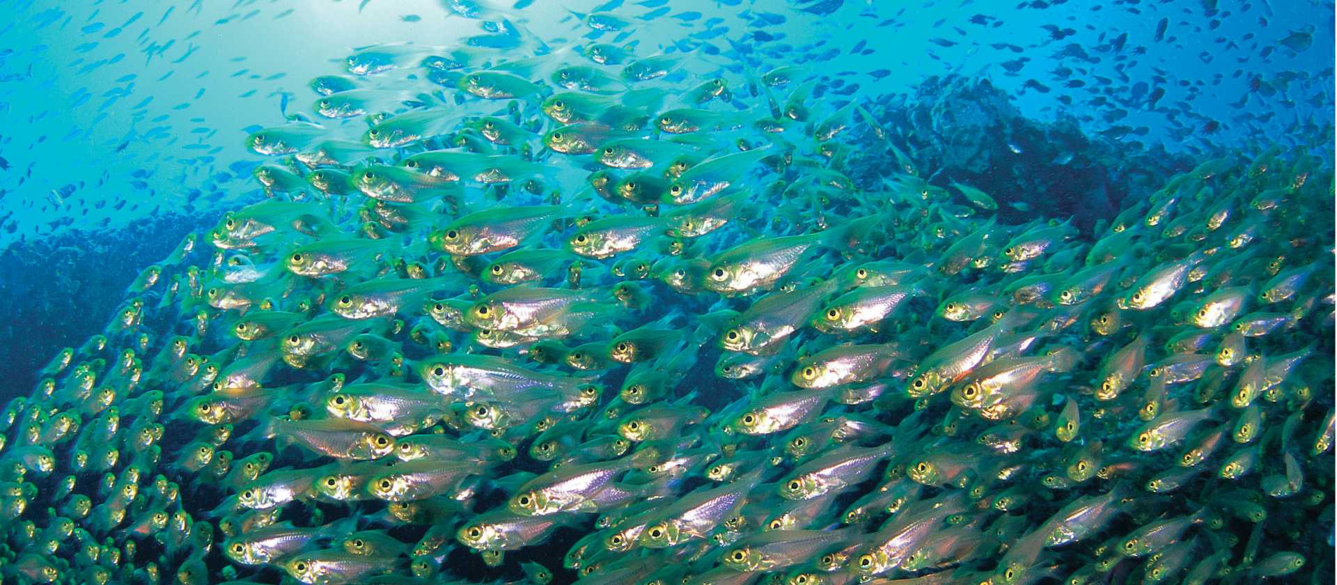 Snorkelling through a school of Yellow Sweeper Fish at Ningaloo Reef, Exmouth | Tourism Western Australia