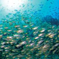 Snorkelling through a school of Yellow Sweeper Fish at Ningaloo Reef, Exmouth | Tourism Western Australia