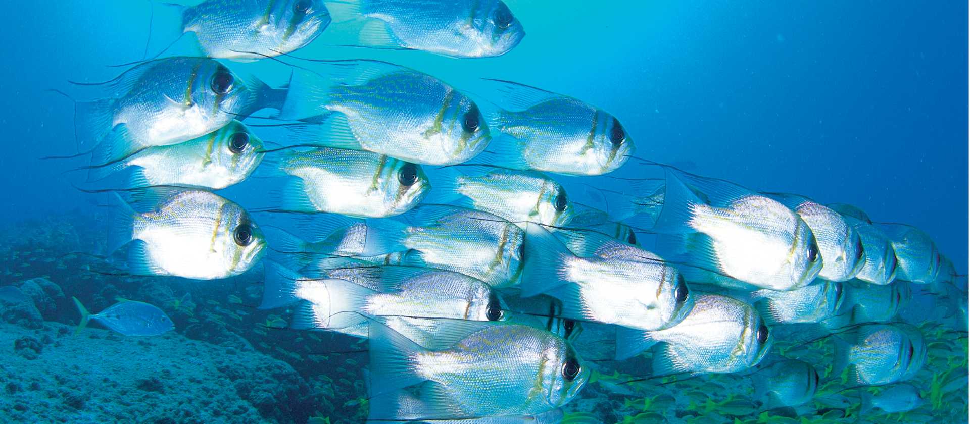 A school of Dhufish, Ningaloo Reef, Exmouth | Tourism Western Australia