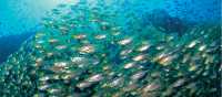 Snorkelling through a school of Yellow Sweeper Fish at Ningaloo Reef, Exmouth | Tourism Western Australia