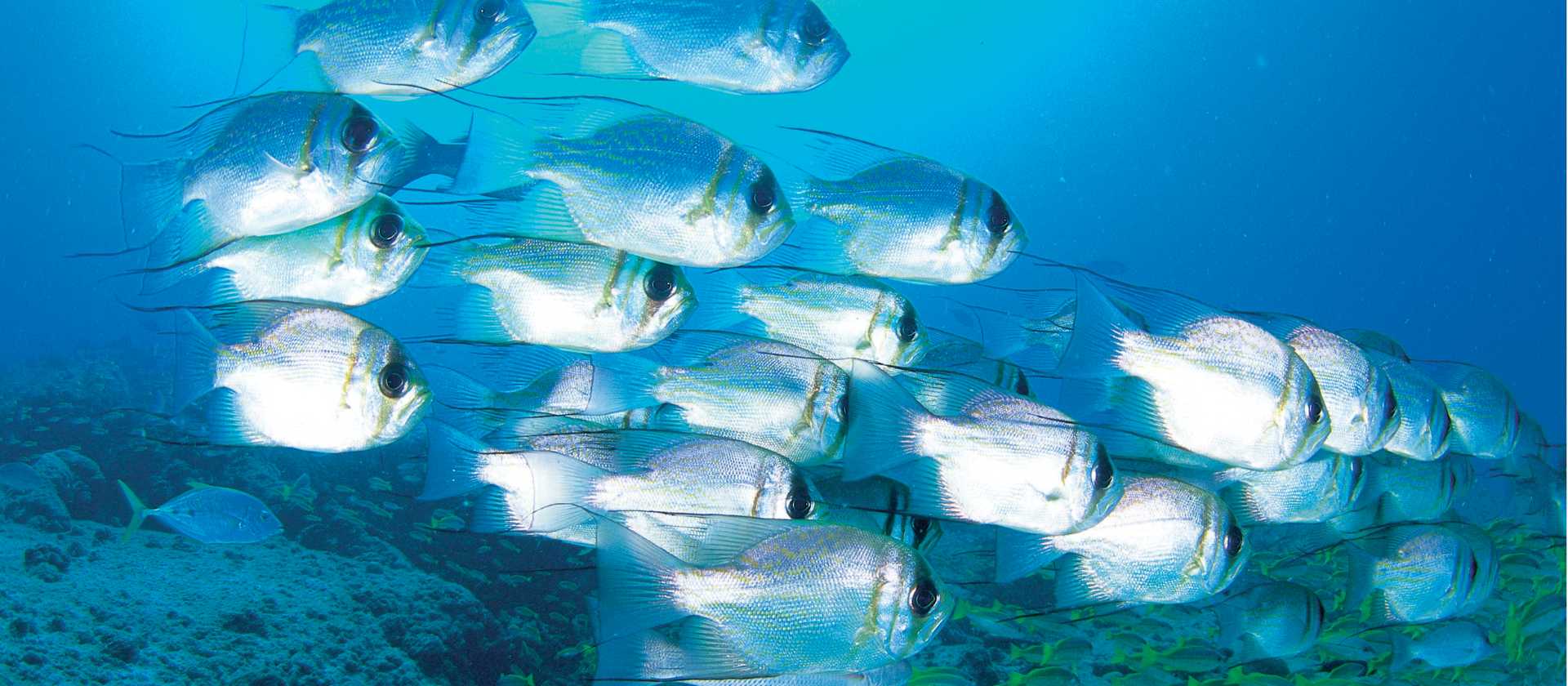 A school of Dhufish, Ningaloo Reef, Exmouth | Tourism Western Australia