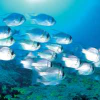A school of Dhufish, Ningaloo Reef, Exmouth | Tourism Western Australia