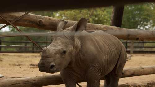 Work alongside conservationists to care for orphaned rhinos and contribute to vital field research