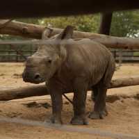 Work alongside conservationists to care for orphaned rhinos and contribute to vital field research
