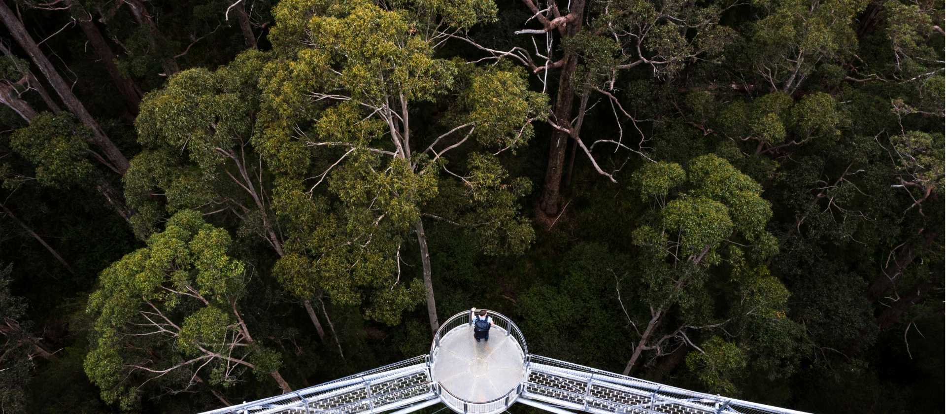 Stunning views over towering Karri and Tingle trees from atop the Valley of the Giants Tree Top Walk | Tourism Western Australia