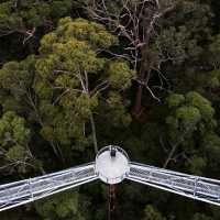Stunning views over towering Karri and Tingle trees from atop the Valley of the Giants Tree Top Walk | Tourism Western Australia