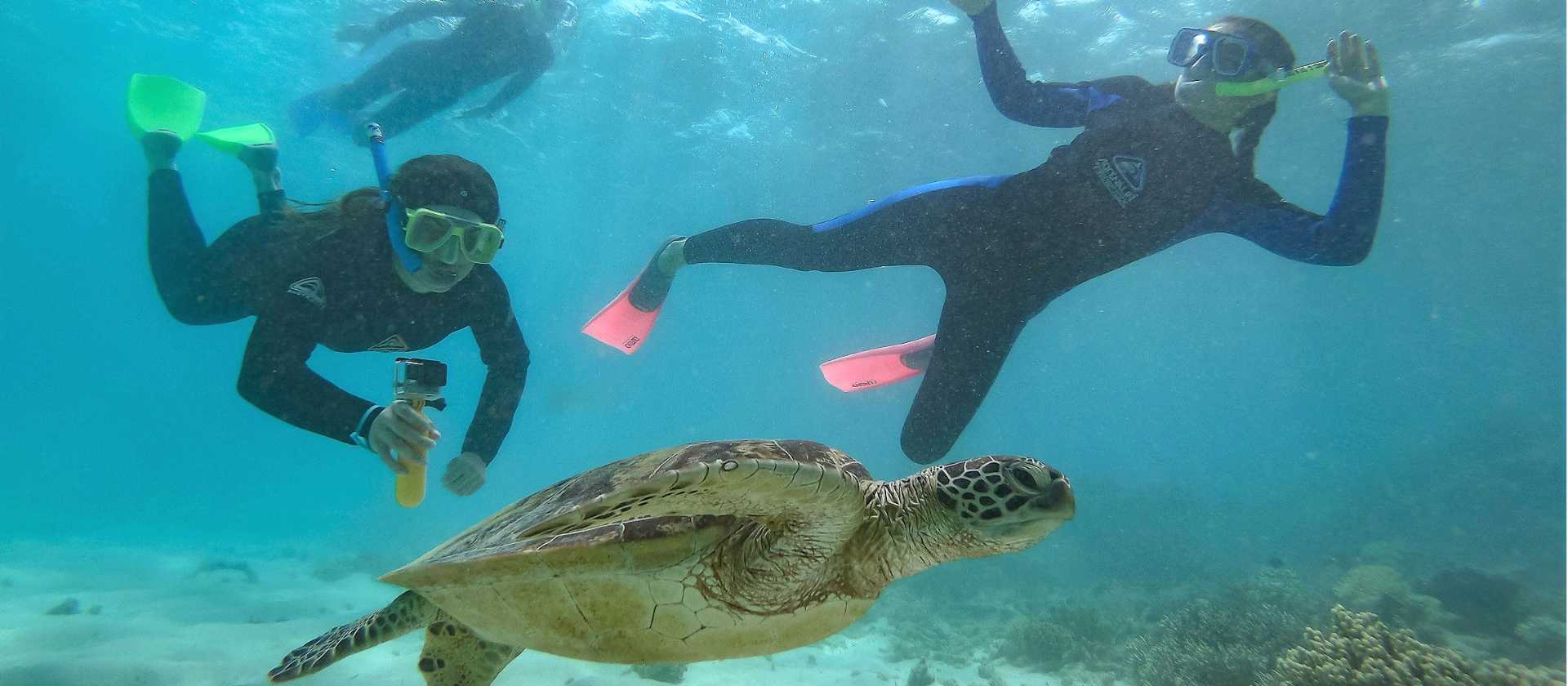 Students swimming and snorkelling with sea turtles in North Queensland | SWJ