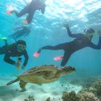 Students swimming and snorkelling with sea turtles in North Queensland | SWJ