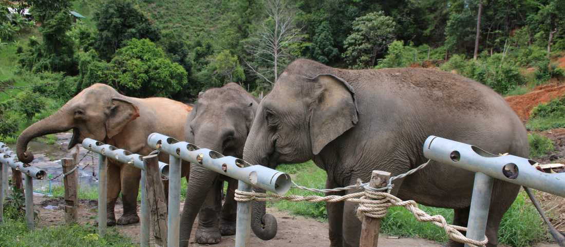 Chiang Mai Ethical Elephant Sanctuary