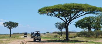 Safari jeeps roam Tarangire National Park in search of wildlife | Chloe Ryan