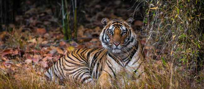 Bengal tiger  | Richard I'Anson