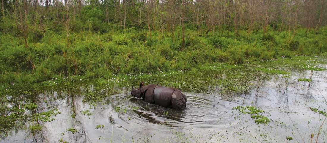 Viewing the majestic Asiatic Rhino in its natural habitats | Zac Kostos
