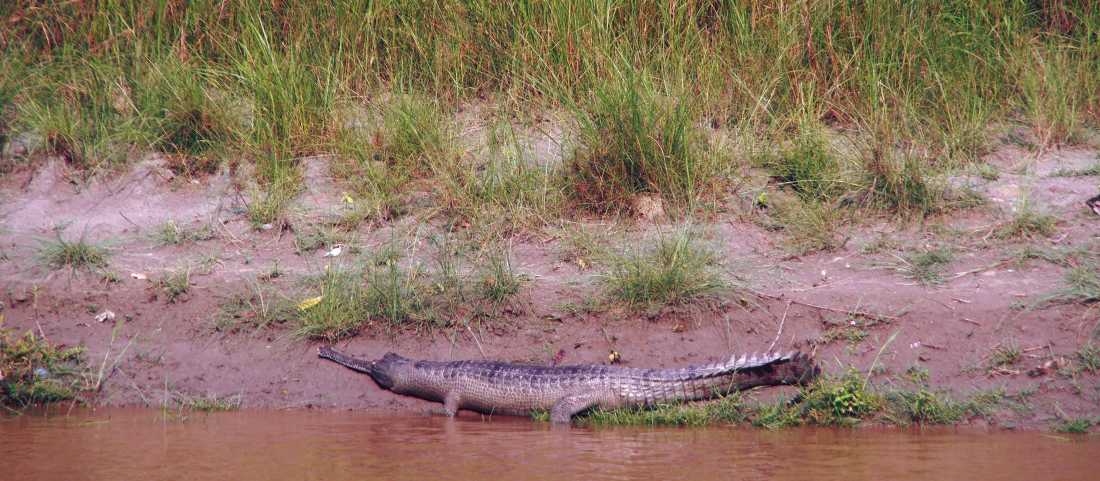 Gharial crocodile on the banks of the Narayani River | Zac Kostos