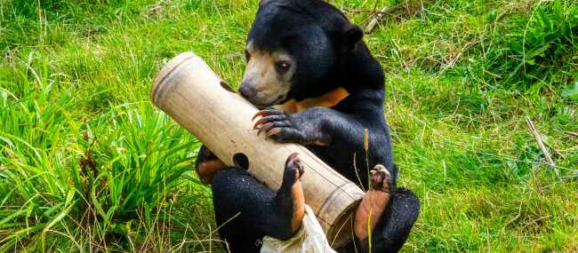 Support conservation efforts at the Bornean Sunbear Conservation Centre